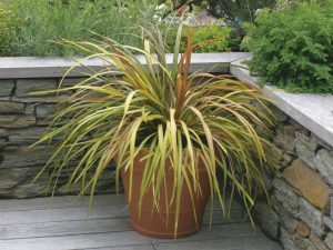 Cordyline Dance™ Cha Cha