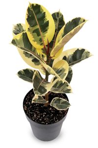 Ficus elastica ‘Tineke’