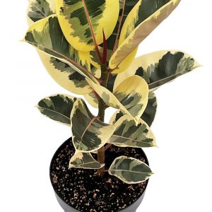 Ficus elastica ‘Tineke’