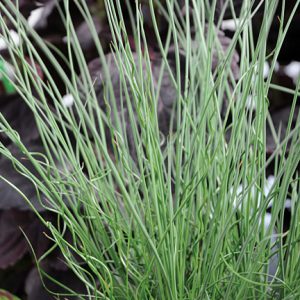 Juncus 'Blue Arrows & Twister'