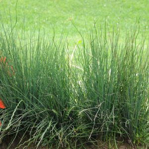 Juncus 'Blue Dart & Twister'