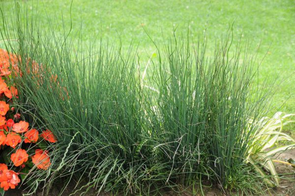 Juncus 'Blue Dart & Twister'