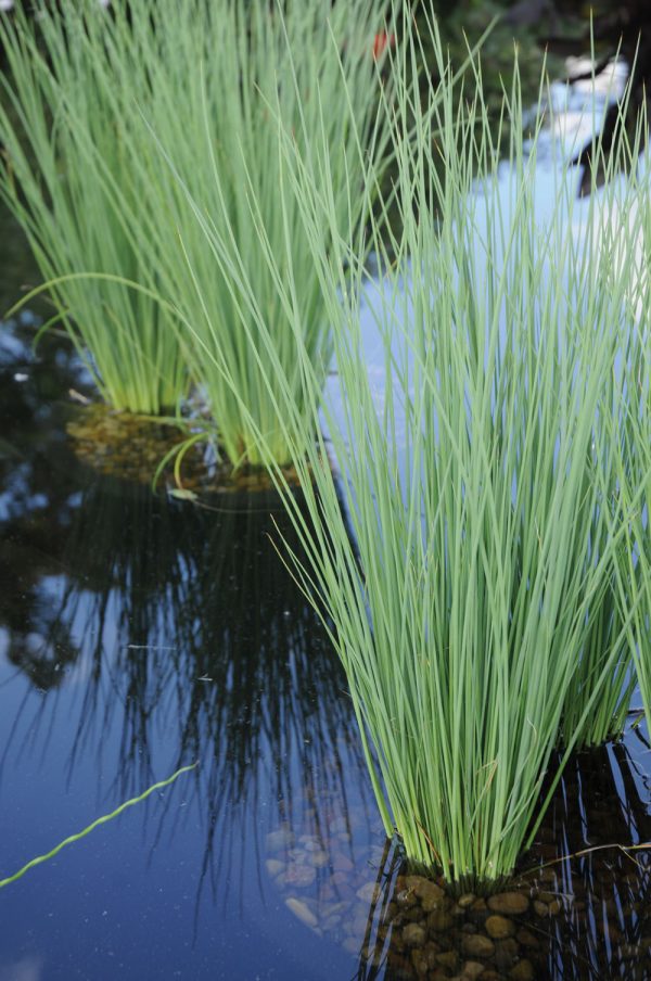 Juncus tenuis 'Blue Dart'