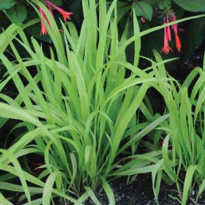 Millium effusum 'Flashlights'