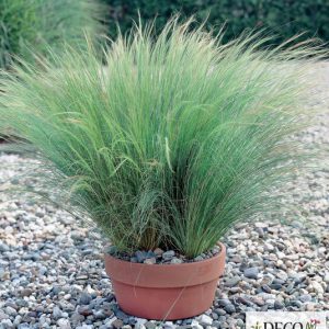 Nassella tenuisima 'Pony Tails'