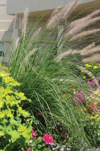 Pennisetum x advena 'Rosy Red'