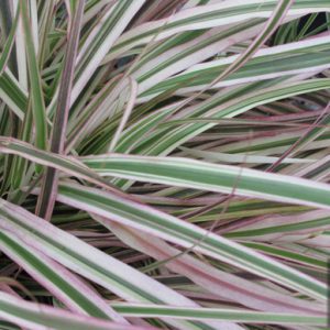 Pennisetum x advena 'Cherry Sparkler'