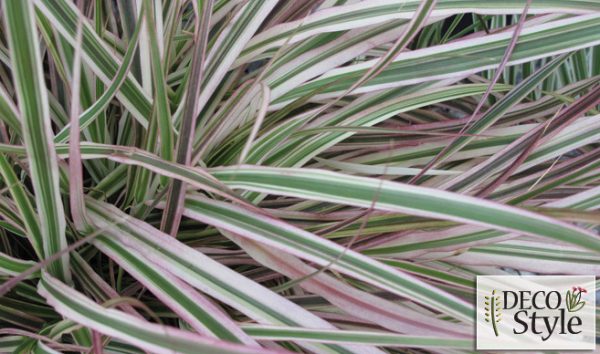 Pennisetum x advena 'Cherry Sparkler'