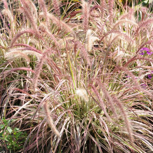 Pennisetum x advena 'Cherry Sparkler'