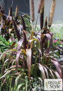Pennisetum glaucum 'Purple Majesty'