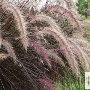 Pennisetum x advena 'Rubrum Minimus'