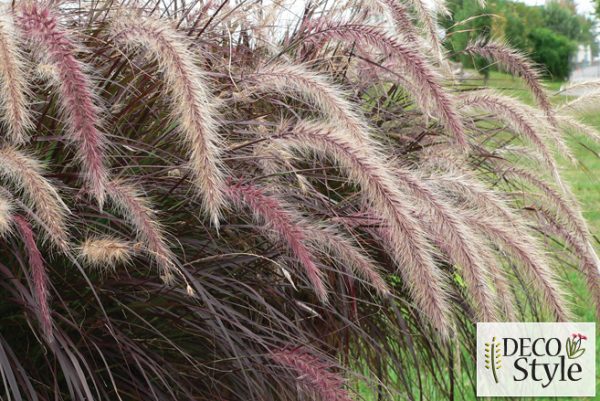 Pennisetum x advena 'Rubrum Minimus'