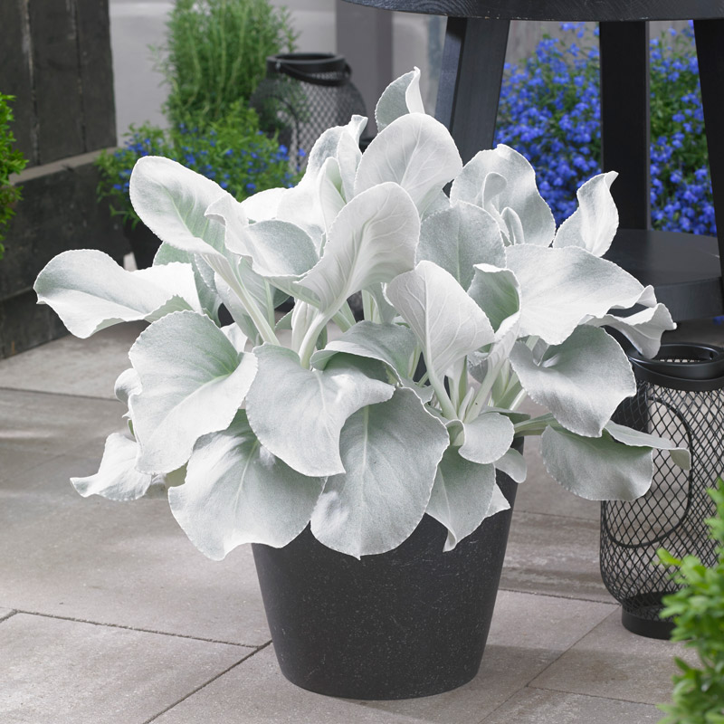 Senecio candicans Wings 'Senaw' -