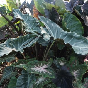 Alocasia 'Kuching Mask'