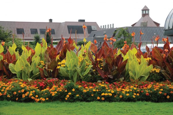 Canna Tropicanna®