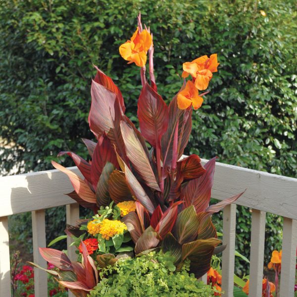 Canna Tropicanna®