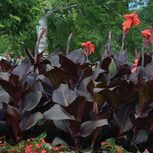 Canna Tropicanna® Black