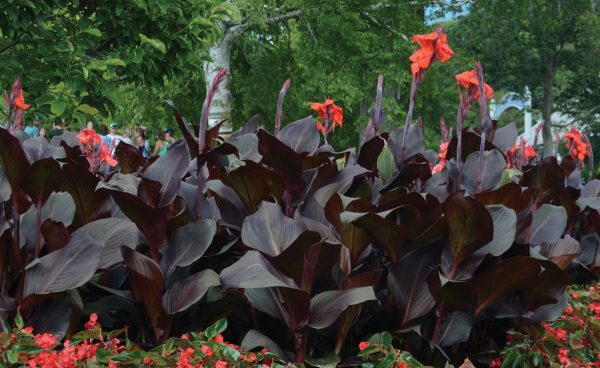 Canna Tropicanna® Black