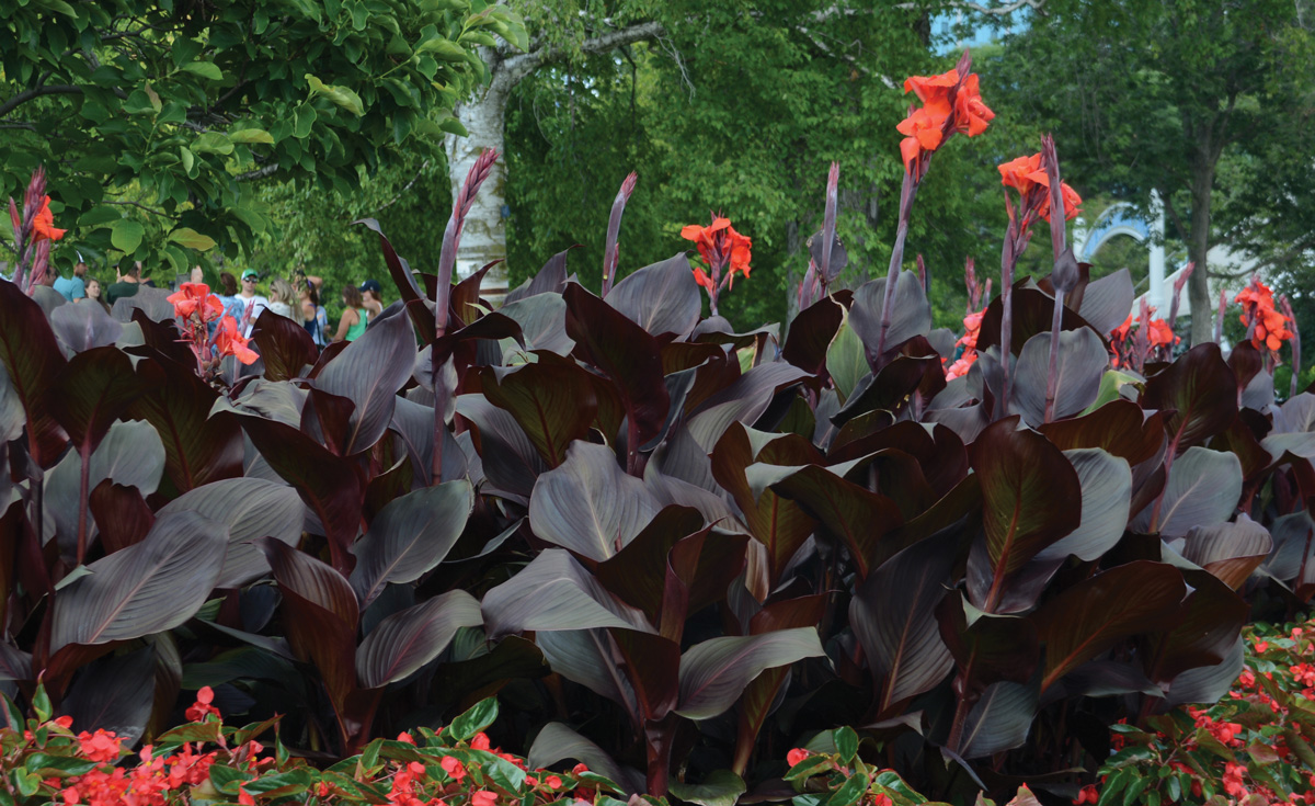 Canna Tropicanna® Black - Deco-Style