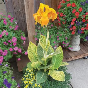 Canna Tropicanna® Gold