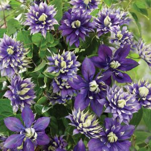 Clematis