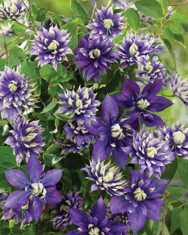 Clematis 'Taiga'