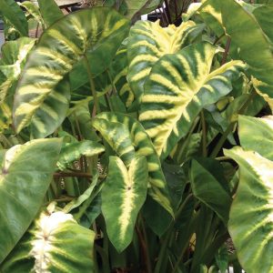 Colocasia esculenta Royal Hawaiian® 'Maui Sunrise'