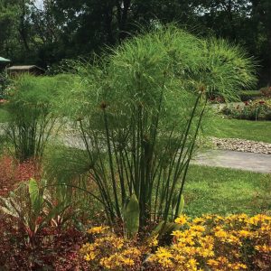 Cyperus papyrus 'Nile Queen'