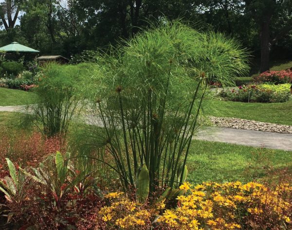 Cyperus papyrus 'Nile Queen'