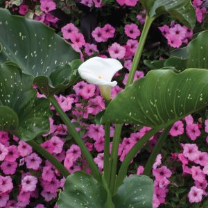 Zantedeschia