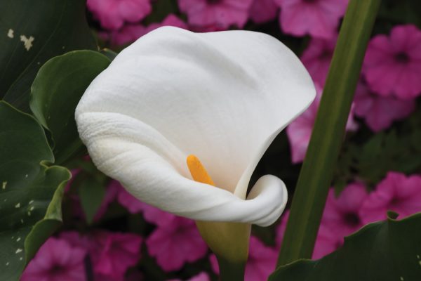 Zantedeschia aethiopica 'White Giant'