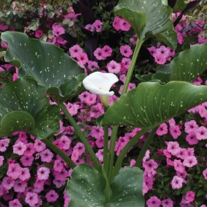 Zantedeschia aethiopica 'White Giant'