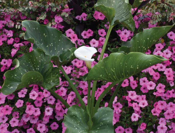 Zantedeschia aethiopica 'White Giant'