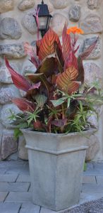 Canna Tropicanna®