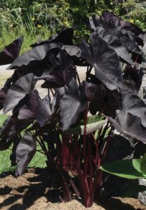 Colocasia esculenta 'Tea Party'