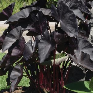 Colocasia esculenta 'Tea Party'