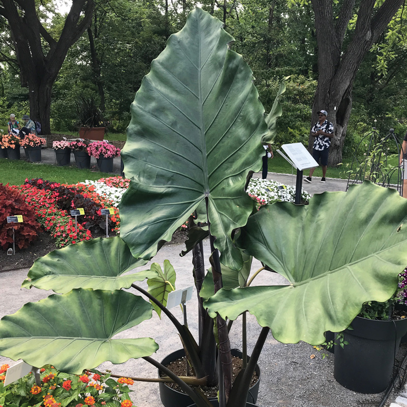 Alocasia Sumo Green