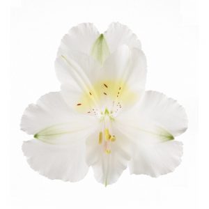 Alstroemeria Colorita® Claire®