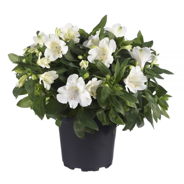 Alstroemeria Colorita® Claire®