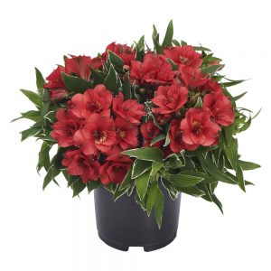 Alstroemeria Colorita® Katiana®