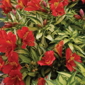 Alstroemeria Little Miss Zoe®