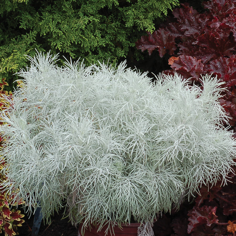 Artemisia mauiensis Makana™ Silver 'TNARTMS' - Deco-Style
