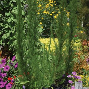 Eupatorium capillifolium 'Elegant Feather'