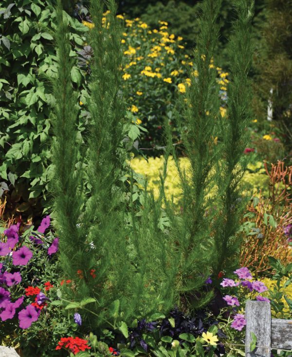 Eupatorium capillifolium 'Elegant Feather'