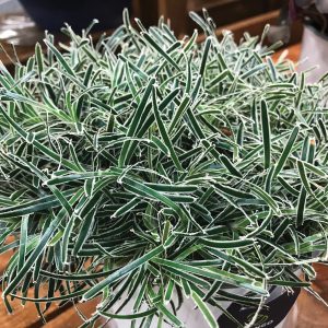 Ficinia truncata 'Ice Crystal'