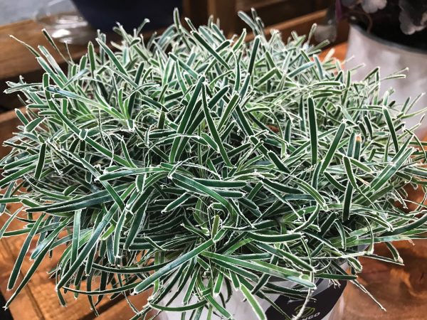 Ficinia truncata 'Ice Crystal'