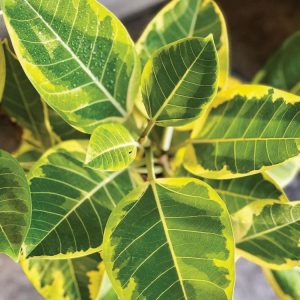 Ficus altissima 'Yellow Gem'