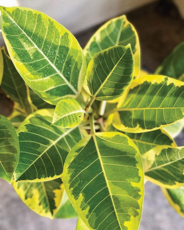 Ficus altissima 'Yellow Gem'