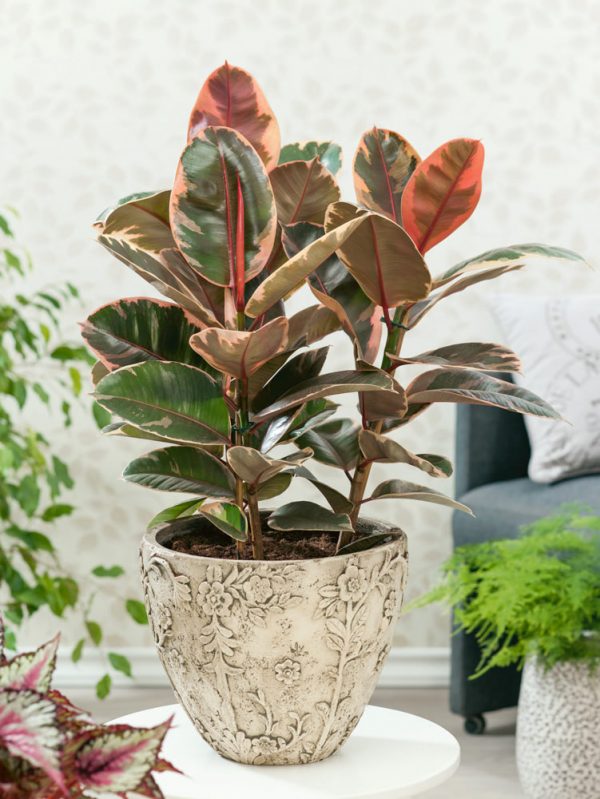 Ficus elastica 'Ruby'