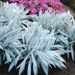 Senecio Dunkey's Ears